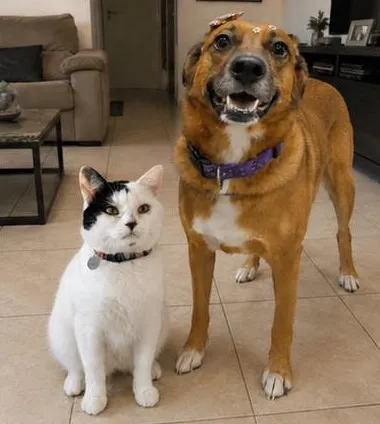 Um gato branco e preto e um cachorro caramelo, os pets da Cynthia
